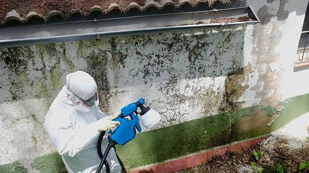Top rated local Bathroom Mold Removal specialists in Hutto, TX